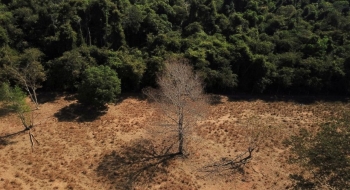 Brasil perde 15% de florestas naturais em quase 40 anos, diz MapBiomas
